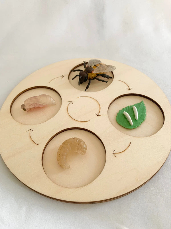 Cycle de vie de l'Abeille
