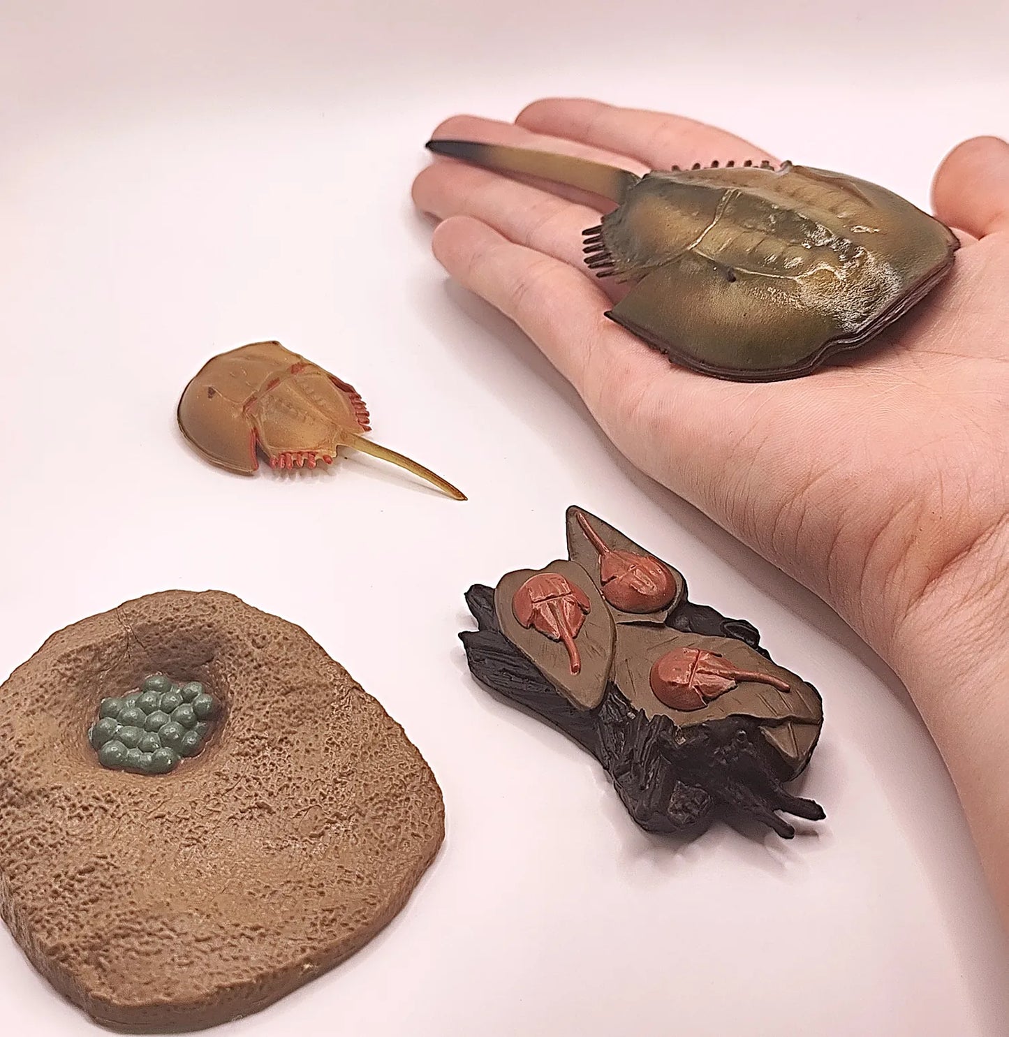 Figurines Cycle de Vie de la Limule Montessori