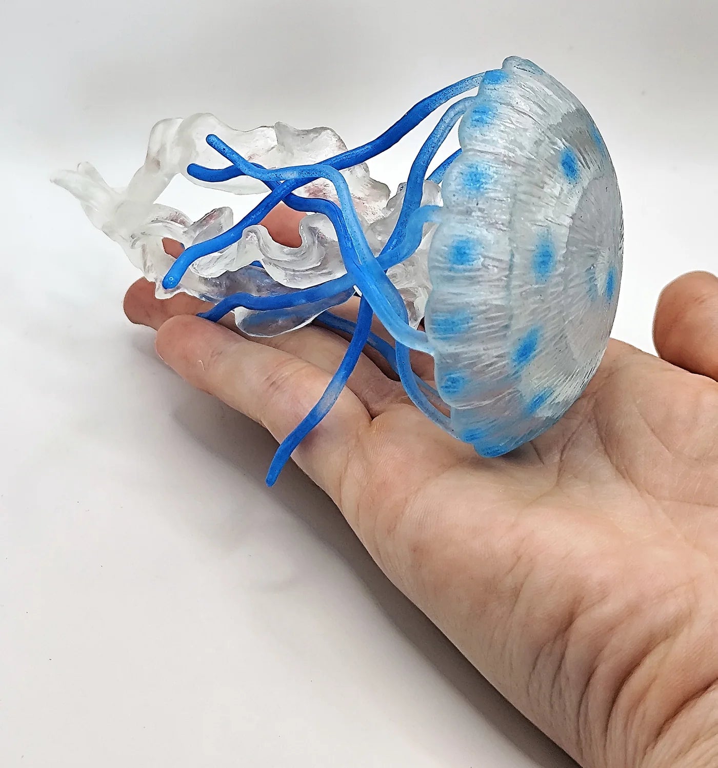 Cycle de vie de la Méduse