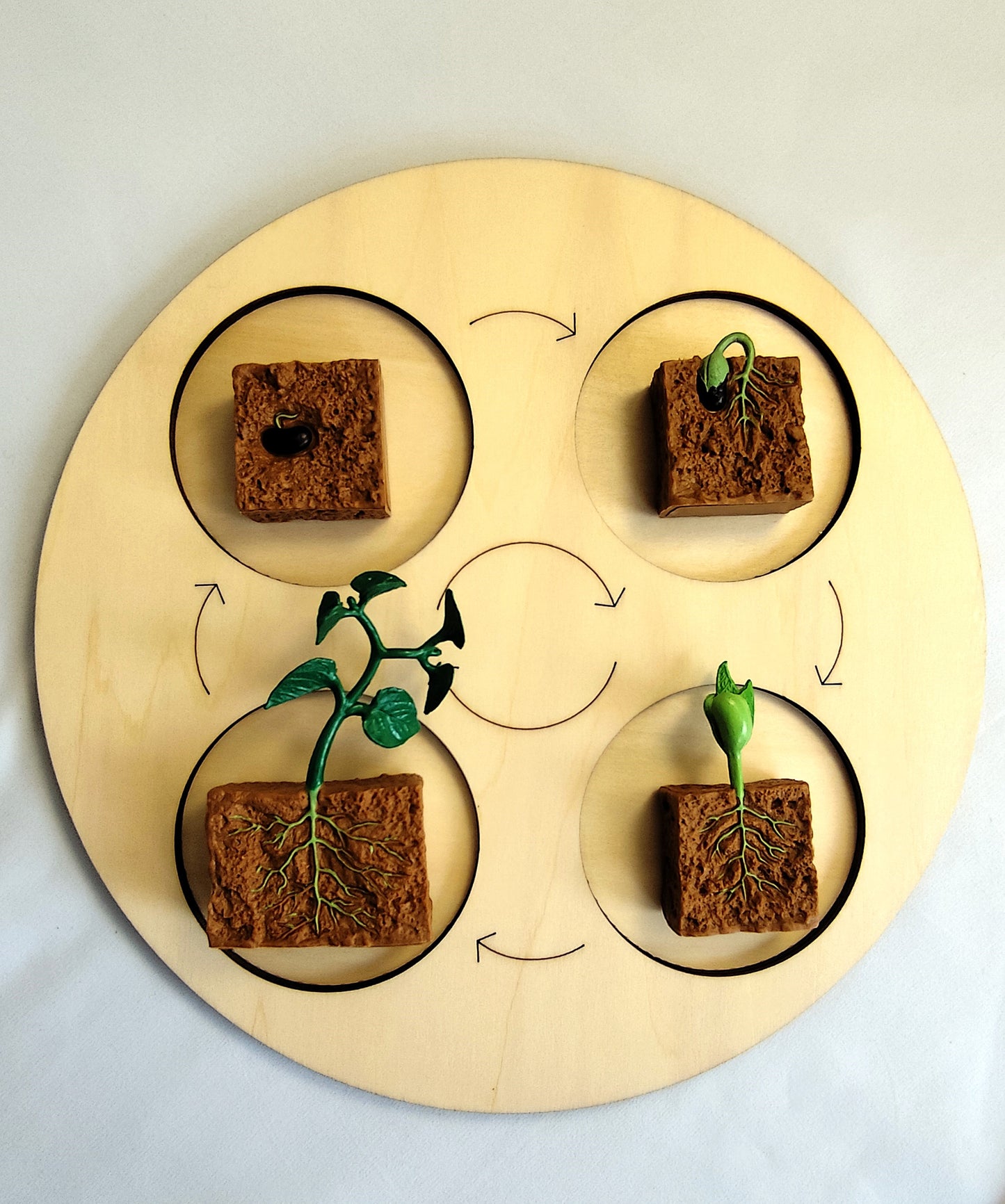 Cycle de vie de la Plante