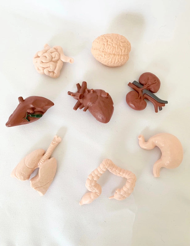 Lot de figurines Organes humains