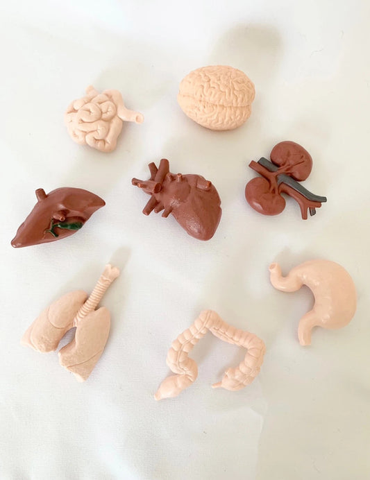 Lot de figurines Organes humains