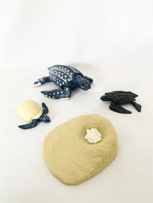 Cycle de vie de la Tortue de Mer