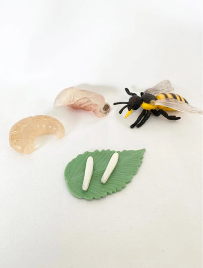 Cycle de vie de l'Abeille