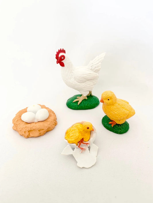 Cycle de vie de la Poule