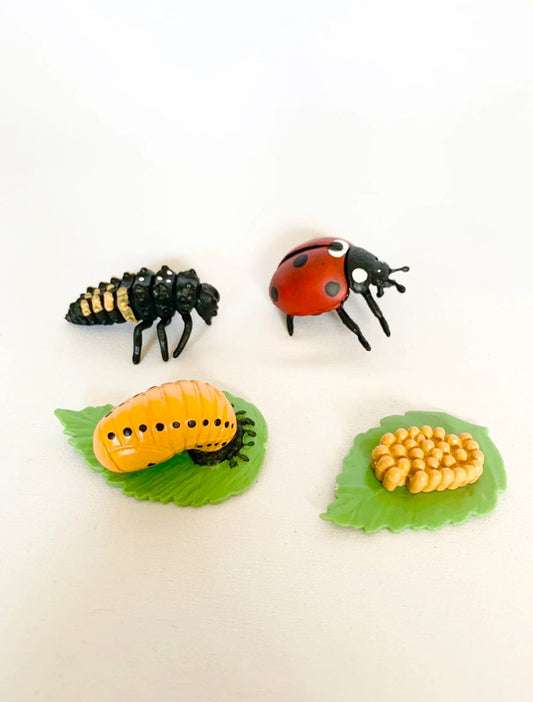 Cycle de vie de la Coccinelle 🐞