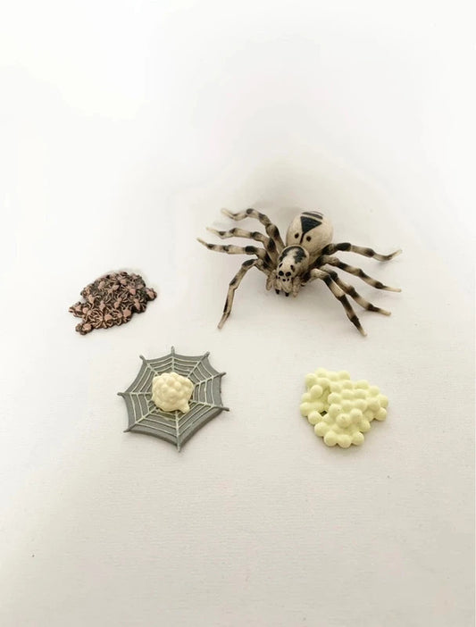 Cycle de vie de l'Araignée