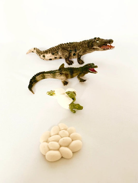 Cycle de vie du Crocodile
