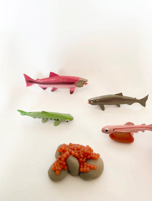 Cycle de vie du Poisson