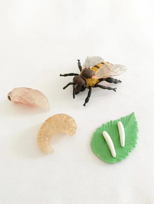 Cycle de vie de l'Abeille