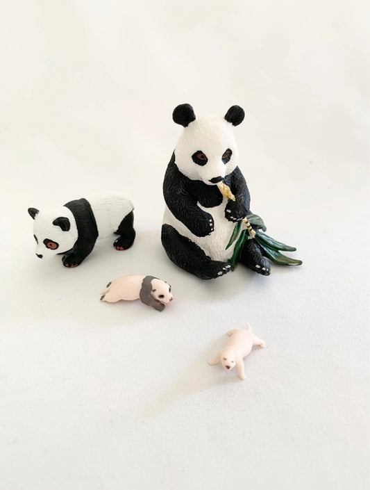 Cycle de vie du Panda