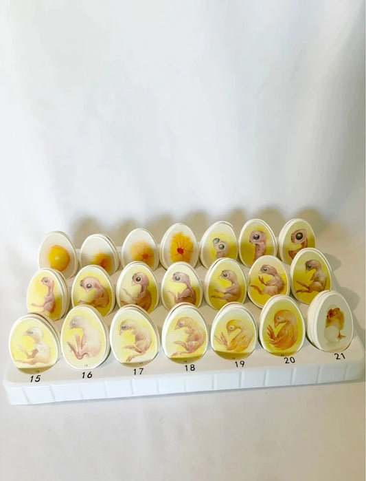 Cycle de vie du poussin – Incubation jour par jour