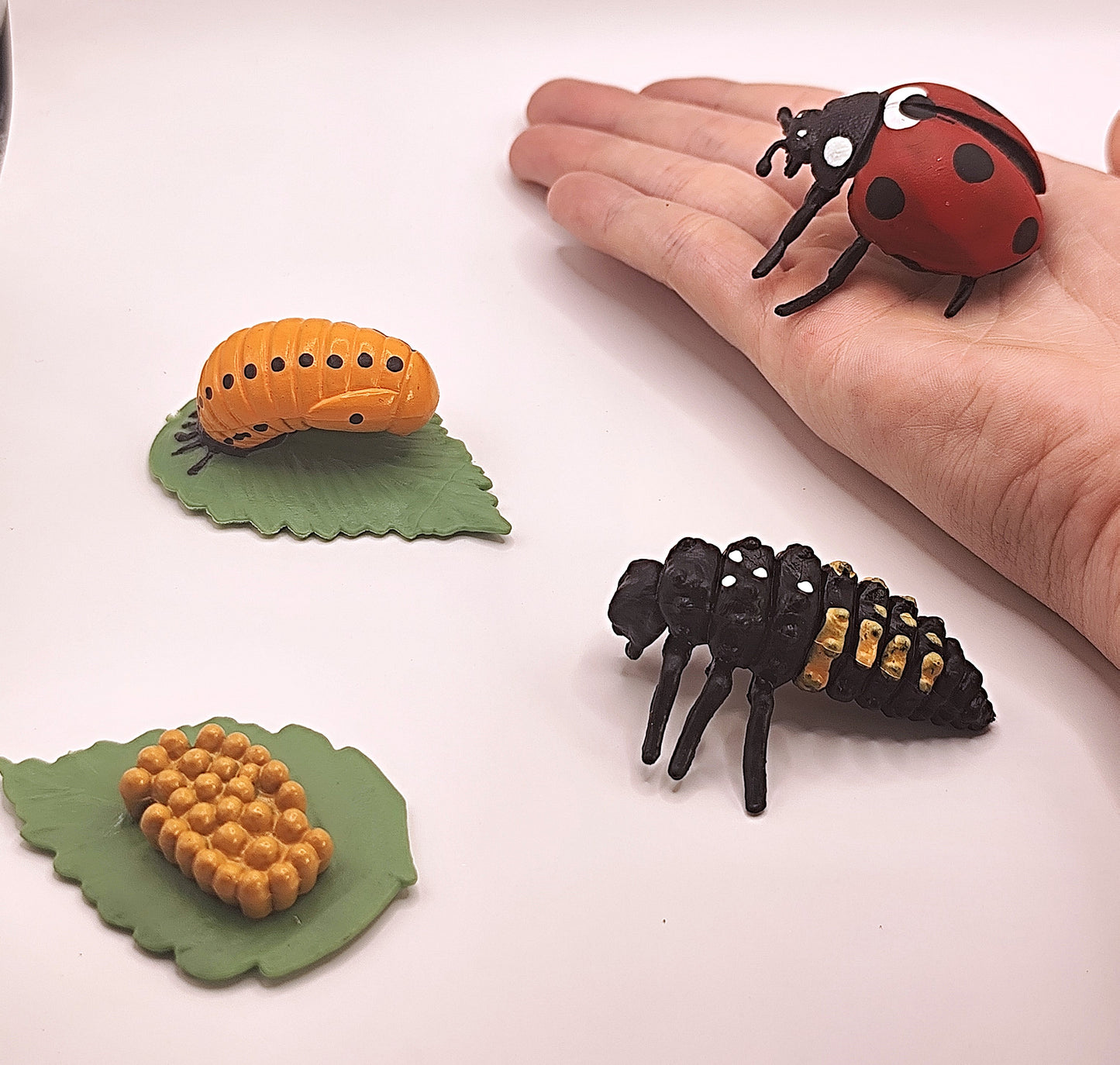 Cycle de vie de la Coccinelle 🐞