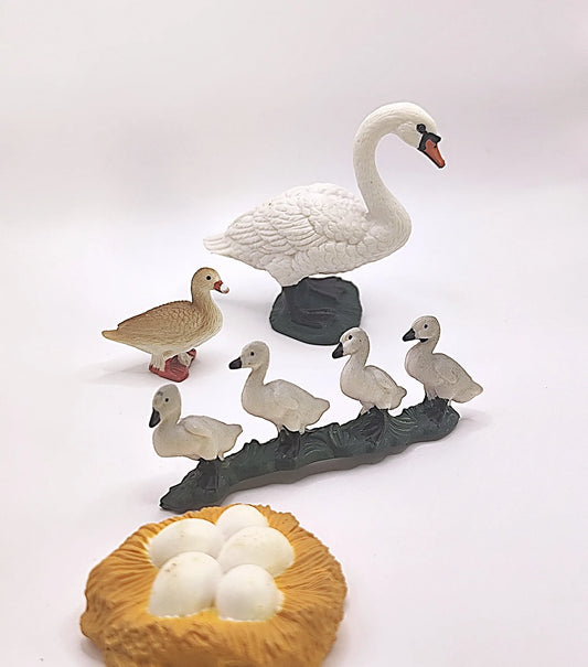 Figurines Cycle de Vie du Cygne Montessori