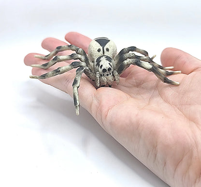 Cycle de vie de l'Araignée