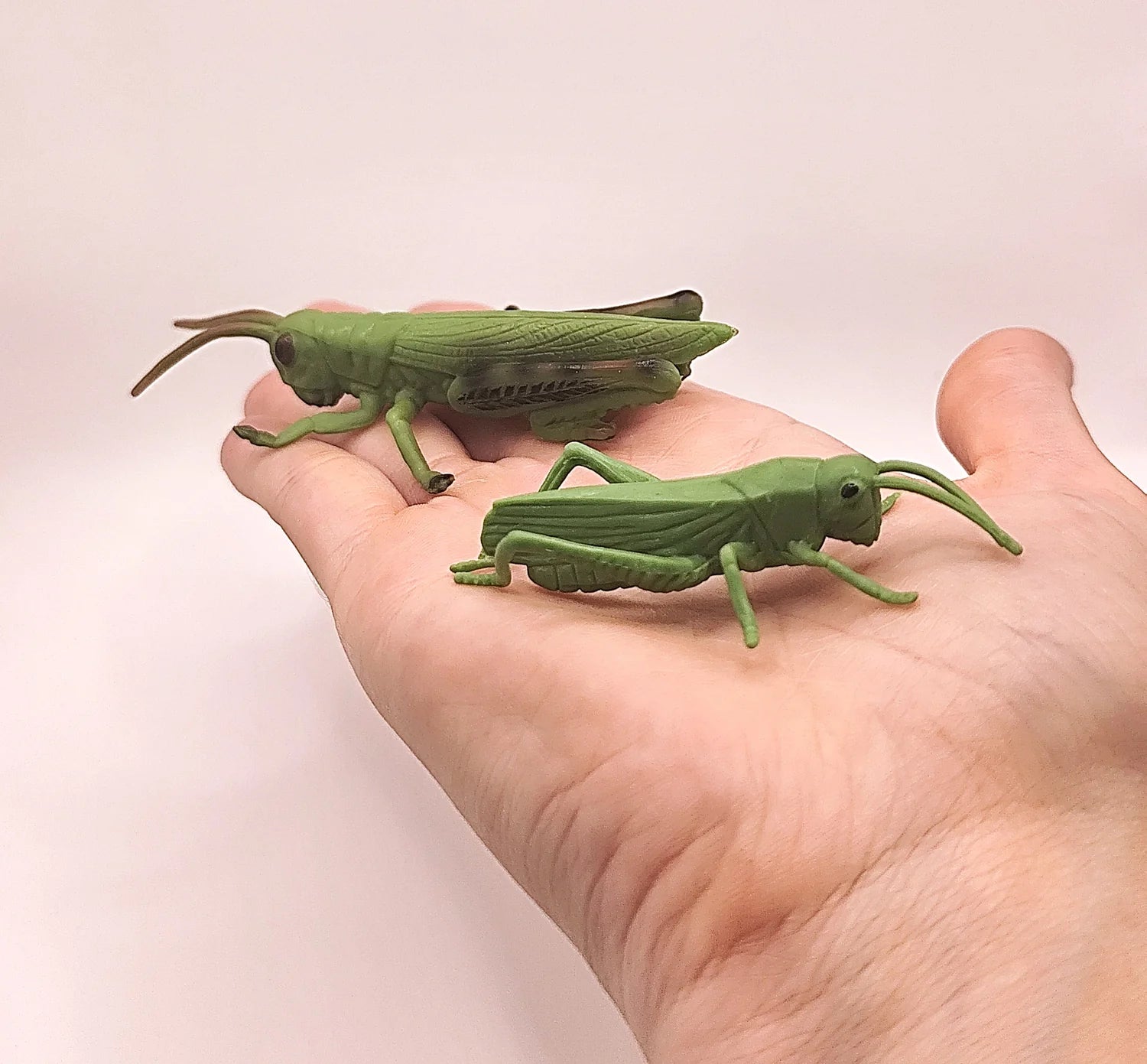 Figurines Cycle de Vie de la Sauterelle Montessori
