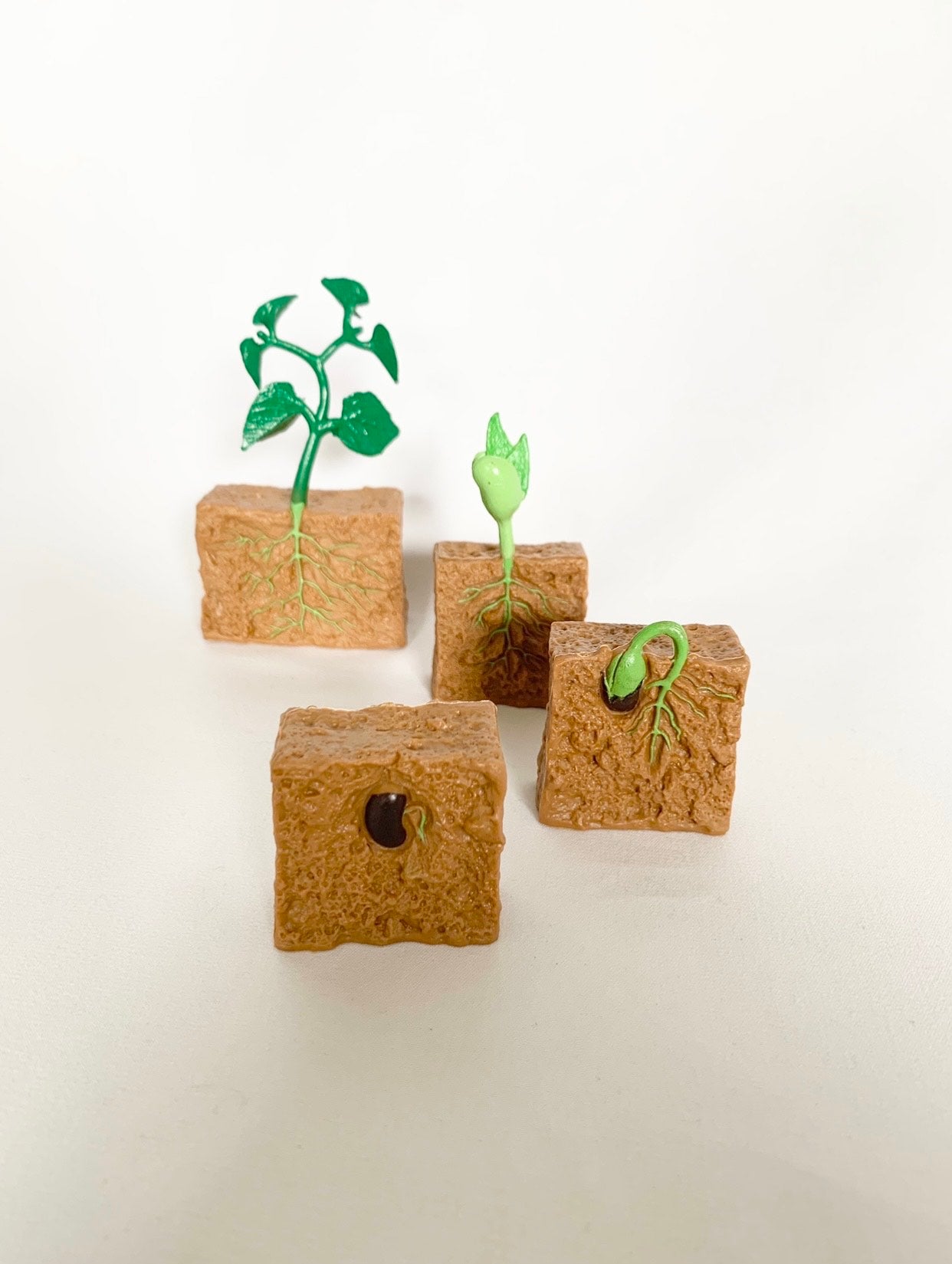 Cycle de vie de la Plante