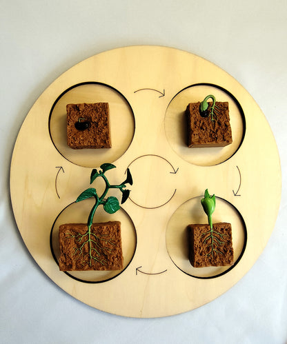 Cycle de vie de la Plante