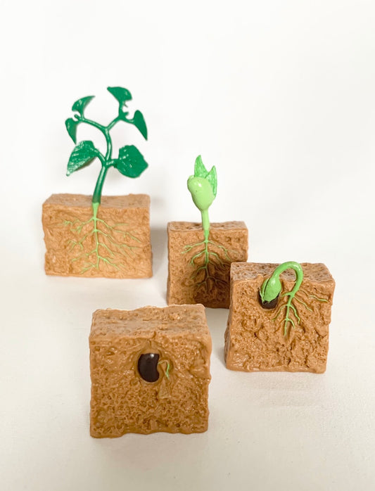 Cycle de vie de la Plante