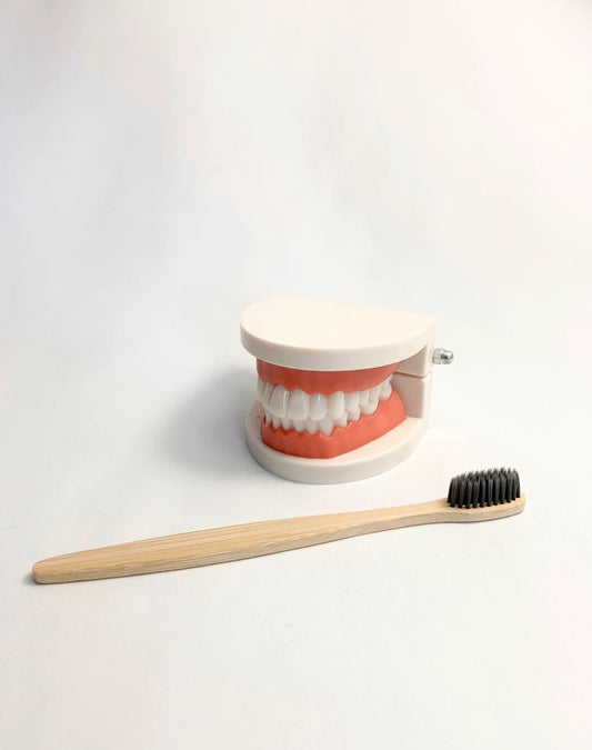 Apprentissage de l’hygiène dentaire - Maquette éducative de bouche + brosse à dents