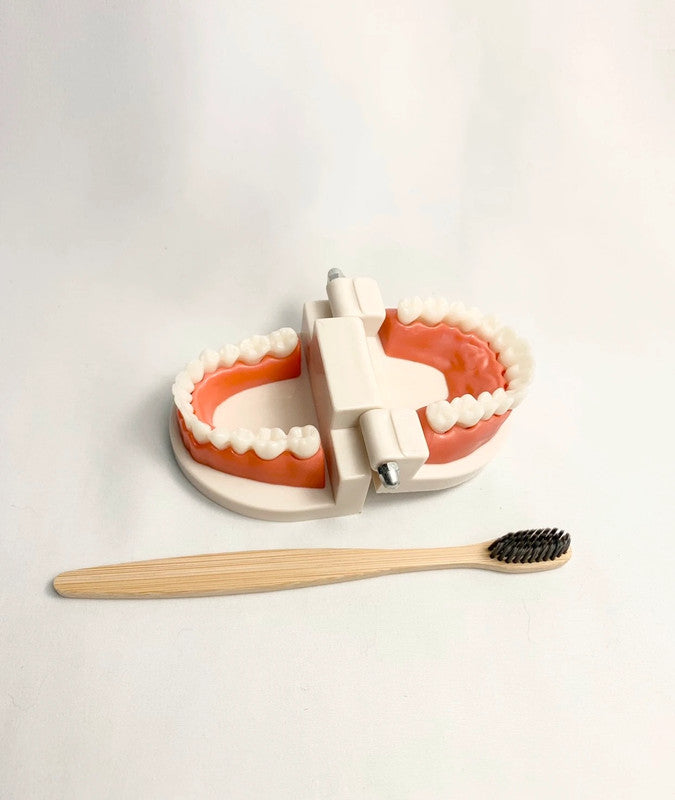 Apprentissage de l’hygiène dentaire - Maquette éducative de bouche + brosse à dents