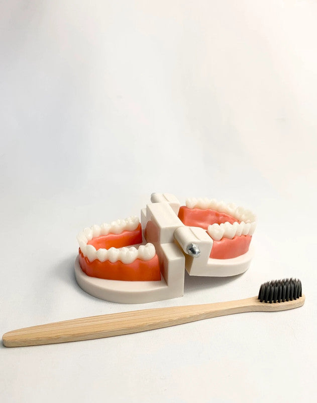 Apprentissage de l’hygiène dentaire - Maquette éducative de bouche + brosse à dents