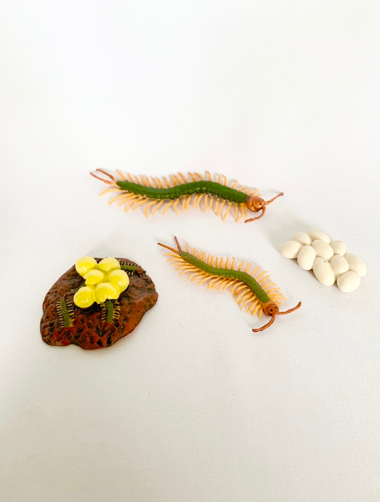 Cycle de vie du Mille-Pattes